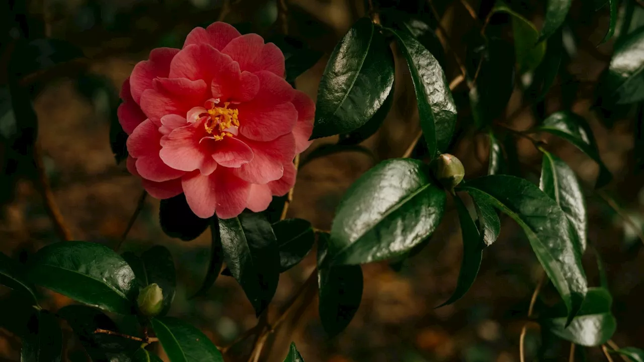The power of camellia