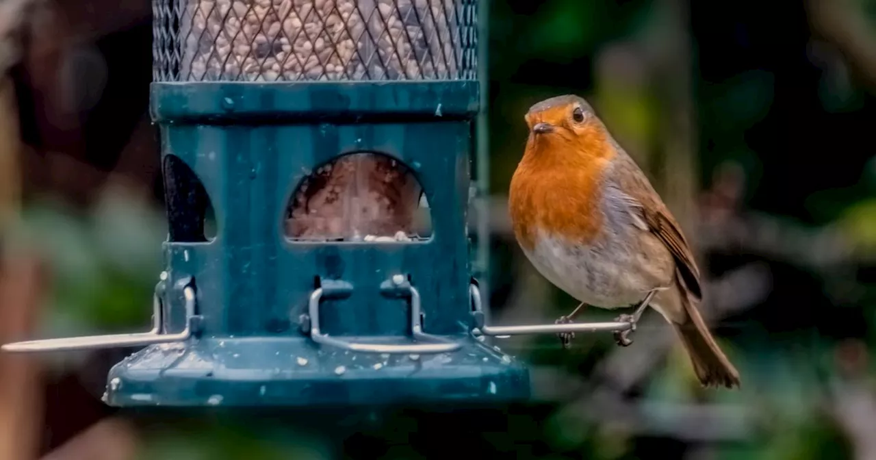 How to Keep Your Bird Feeder Clean and Safe for Birds