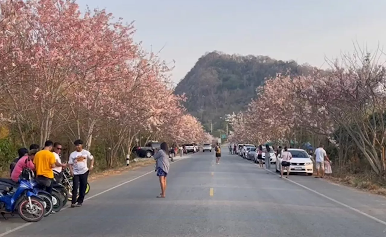ถนนสายซากุระเมืองไทย จันทบุรี