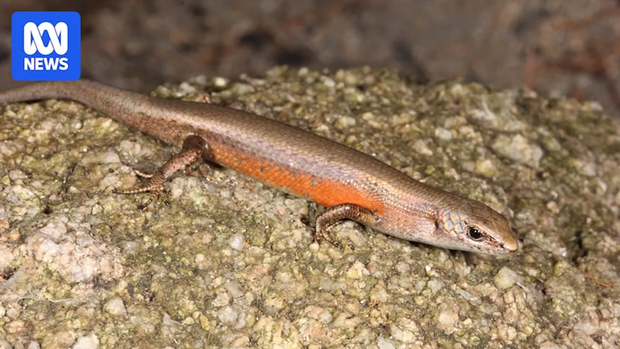 Scientists discover second unique lizard on Scawfell Island near Mackay