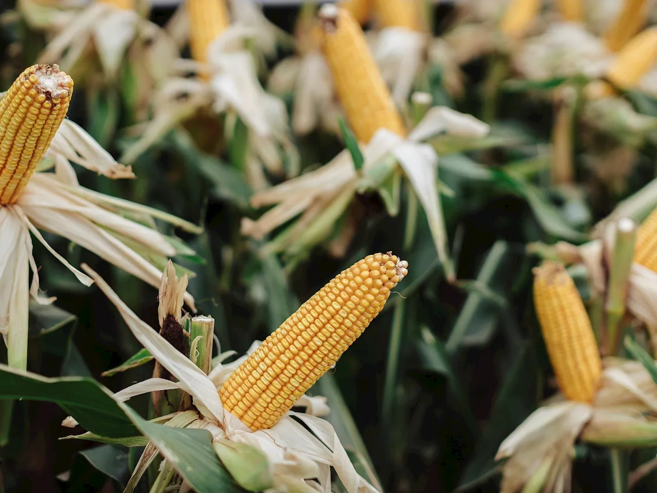 NK lanzó en Expoagro 2025 un nuevo maíz y llevó más genética junto a sus servicios para respaldar al productor
