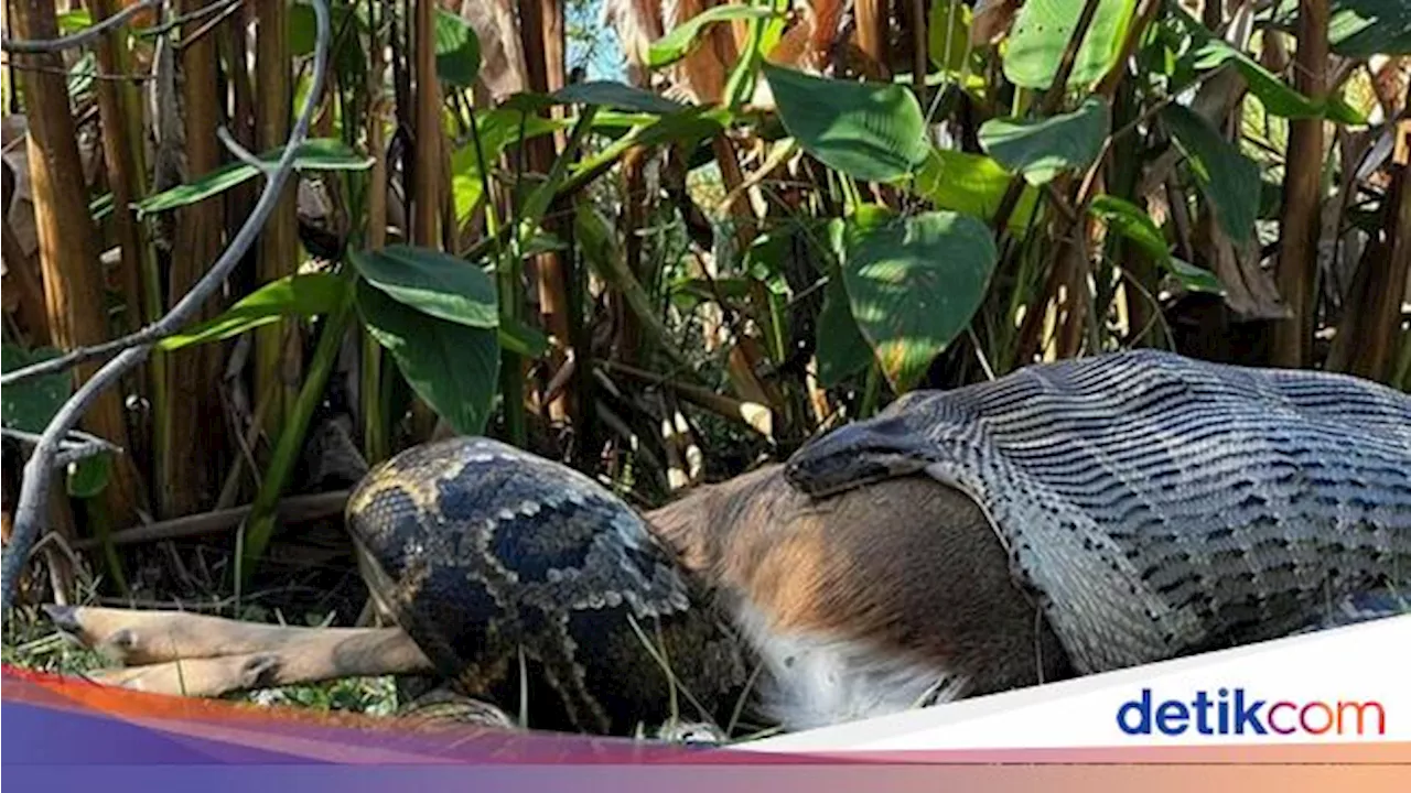 Kok Nggak 'Meledak'? Begini Cara Ular Piton Menelan Buaya hingga Rusa