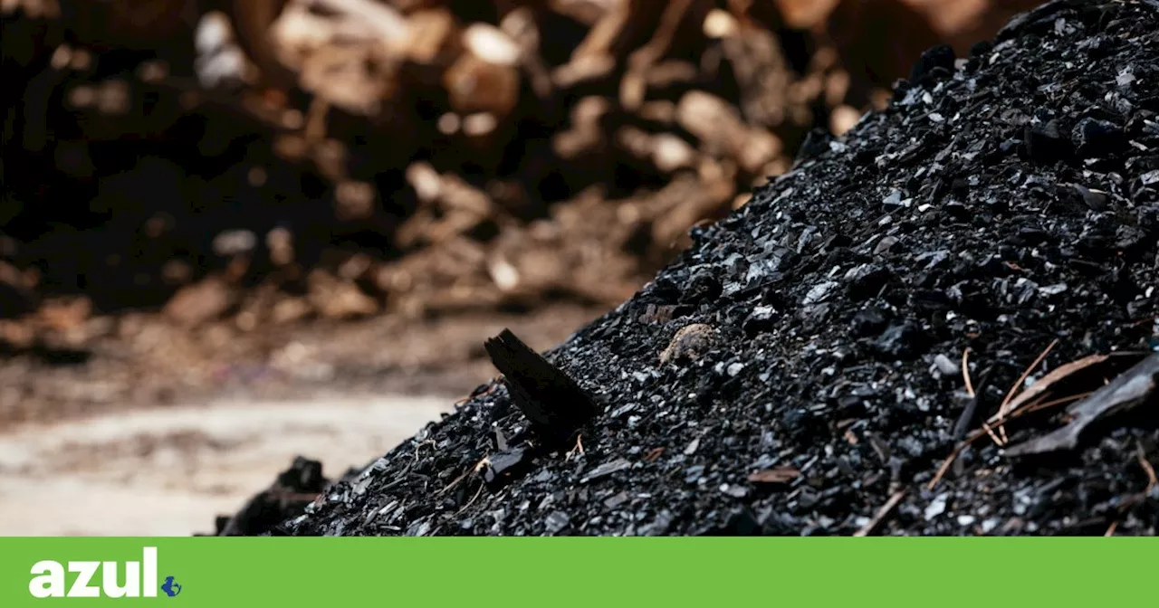 Produção “insustentável” de carvão vegetal com mercado paralelo e “buraco negro” de informação