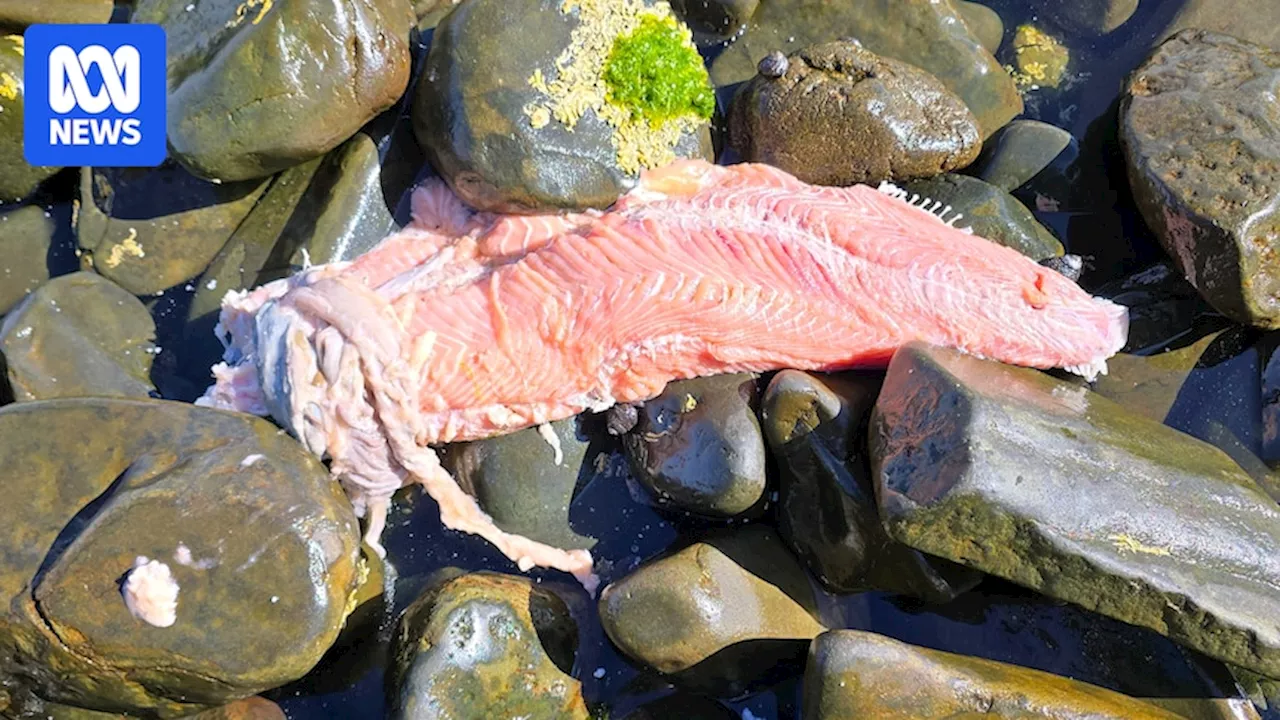 Tasmanian salmon companies defend safety of products amid allegations of diseased fish processing