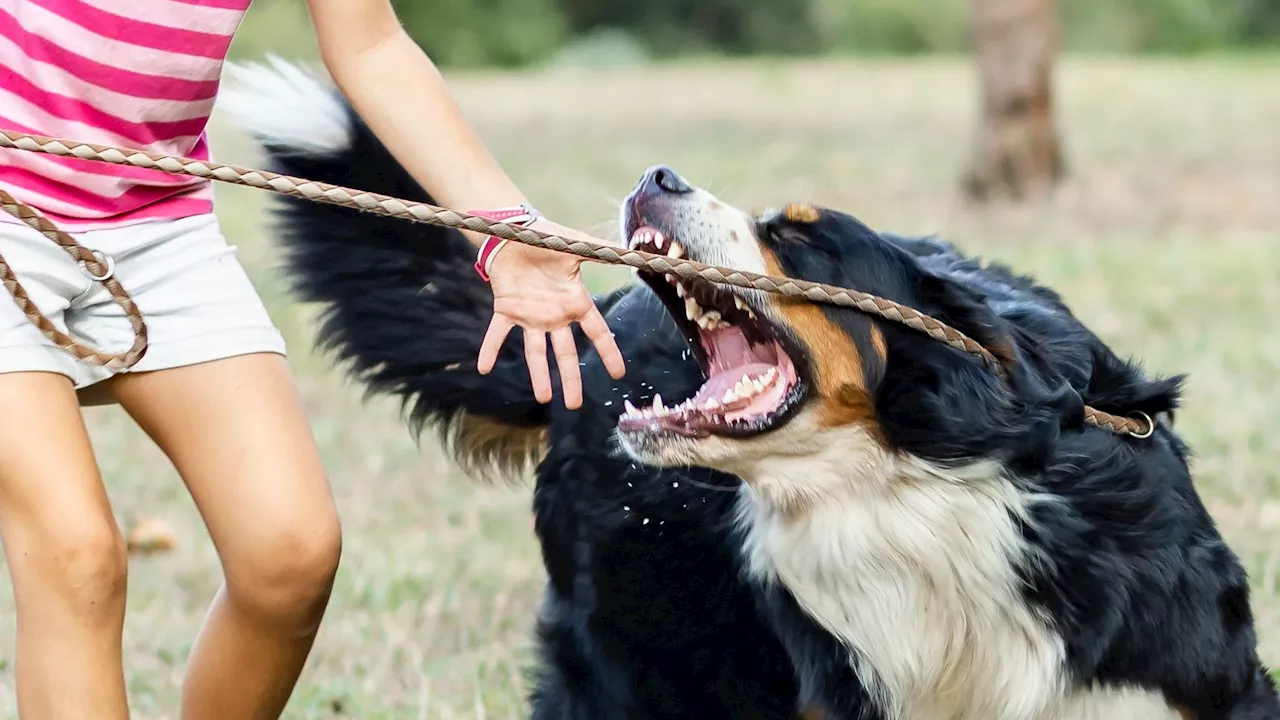 What to do if a pet scratches or bites your child