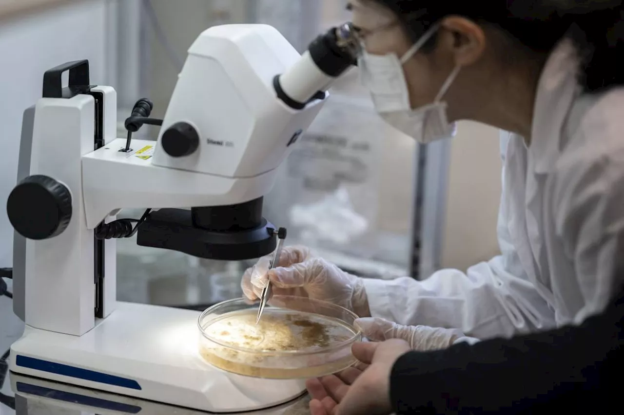 Stem cell treatment helped improve spinal cord injuries