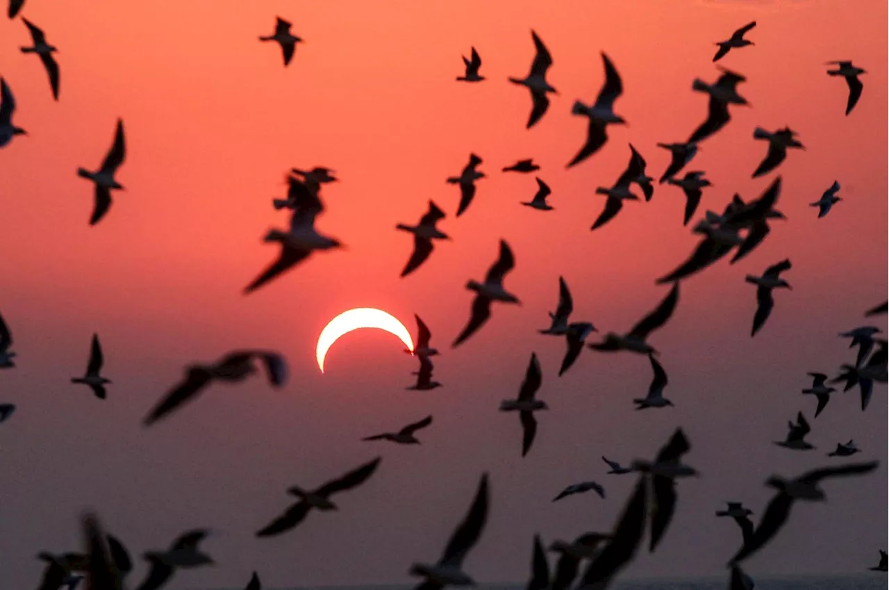 7 Things To Know About Next Weekend’s Rare Solar Eclipse