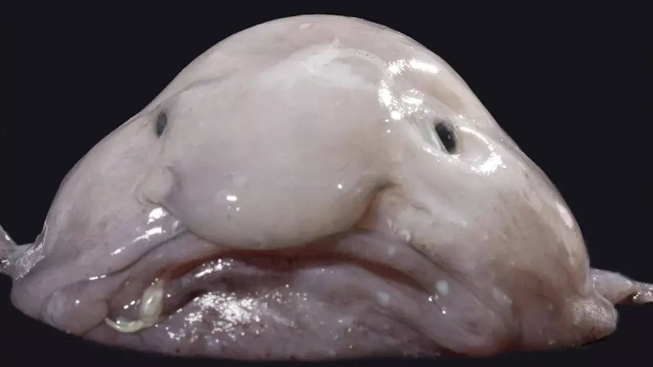 Blobfisch hat's geschafft - Hässlichstes Tier der Welt ist jetzt 'Fisch des Jahres'