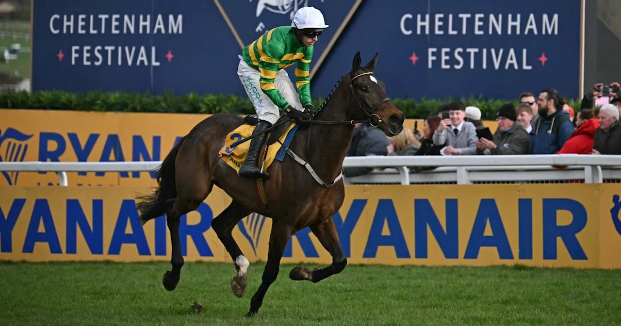 Impressive Cheltenham Festival winner could be given exciting new challenge