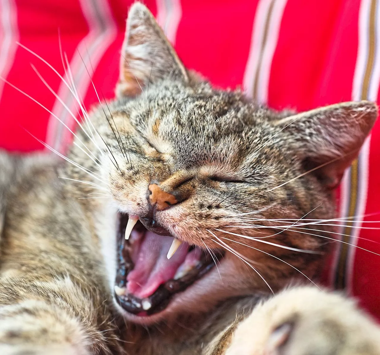 How to tell if your cat is having dental problems