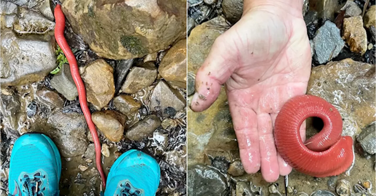 Did You Know: This Gigantic Red Leech Exists Only On Mount Kinabalu But Doesn't Suck Blood