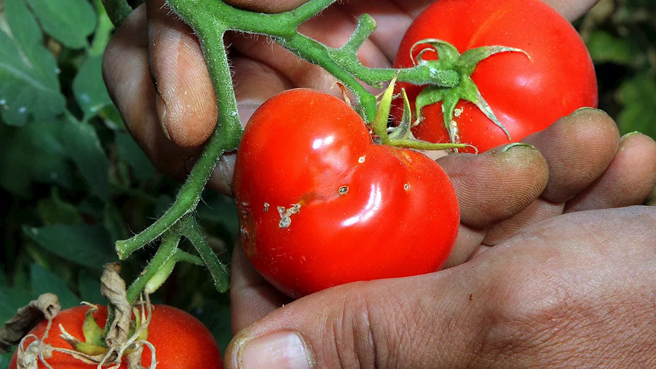 How silicon turns tomato plants into mean, green, pest-killing machines