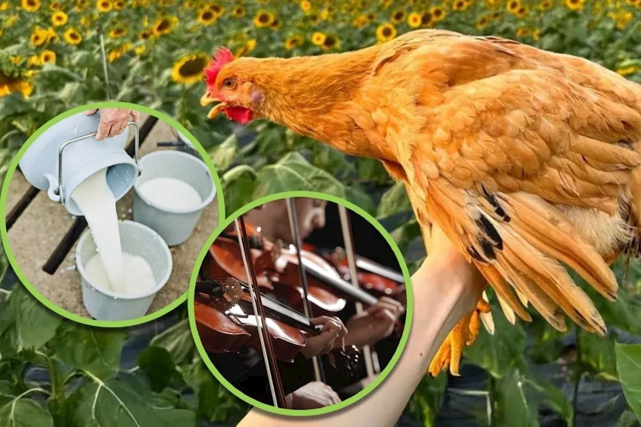 China restaurant sells half chicken ‘raised on music, milk’ for US$66, triggers online taunts