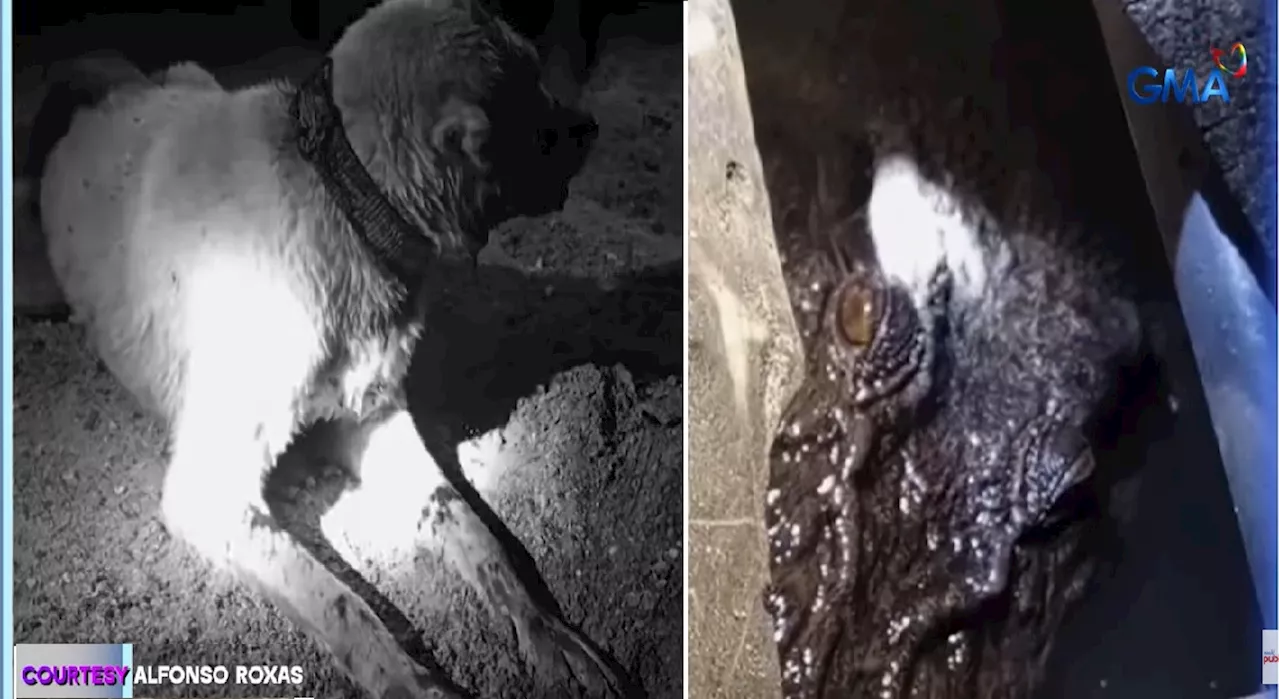 Aso na nanlaban, masuwerteng nakaligtas sa atake ng buwaya sa Bataraza, Palawan