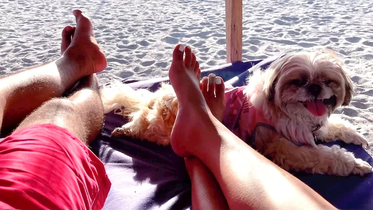 Some Filipino couples prefer pets over babies due to economic reasons — CPD