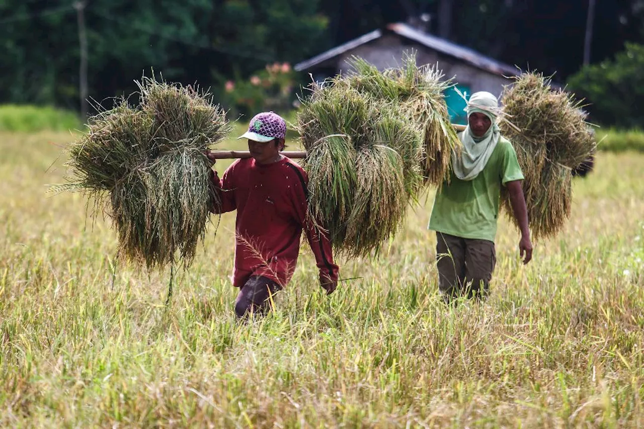 Palace assures rice farmers: We will not reject buying your produce