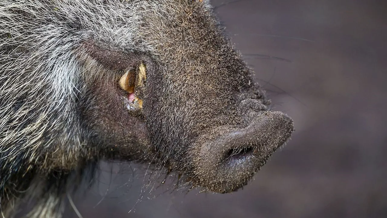 Berlin & Brandenburg: Schweinepest bei Wildschwein in Märkisch-Oderland