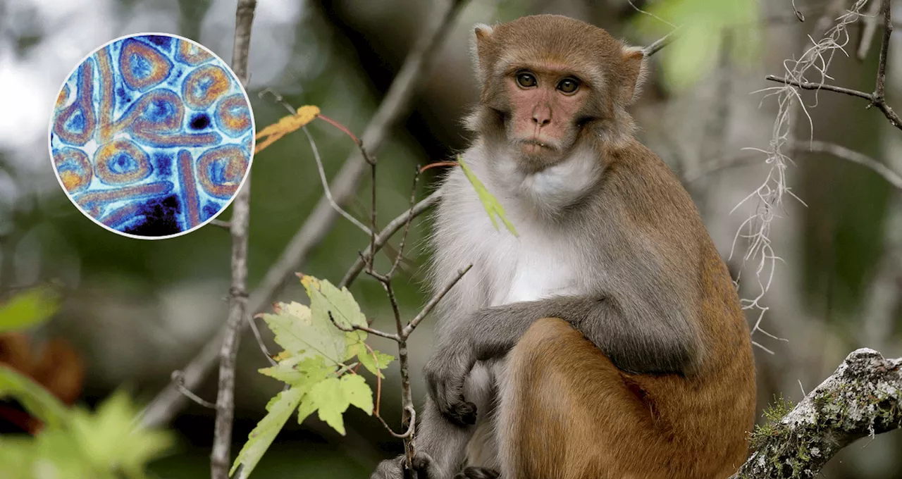 Demuestran que Obeldesivir protege al 100 % de los macacos rhesus contra la cepa Makona del ébola