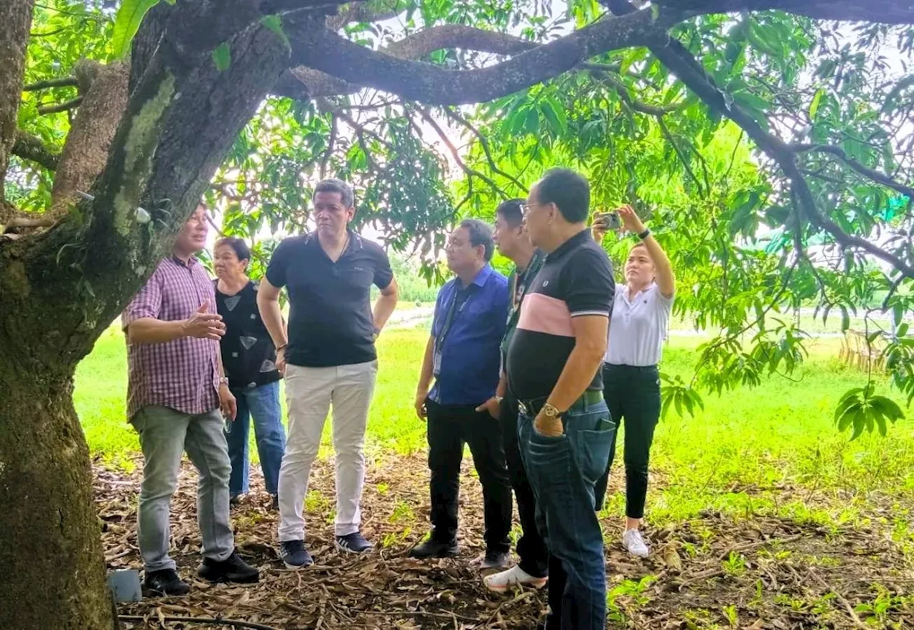 Rehab of mango trees ongoing in Zambales