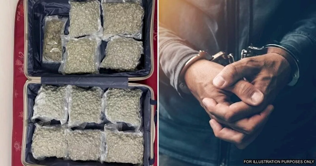 Passenger Arriving From KL Arrested at Indian Airport with Cannabis Worth RM2.64 Million in Luggage