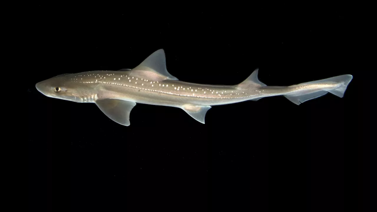 First sound recordings of sharks captured by researchers, new study shows