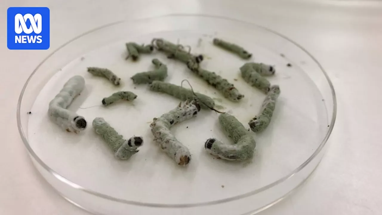 Native Australian fungi and bacteria found to stop unstoppable fall armyworm