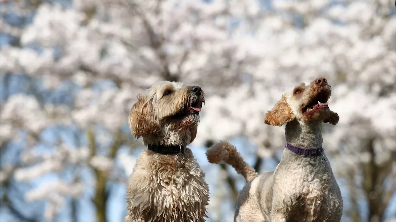 Una giornata di primavera nel Regno Unito