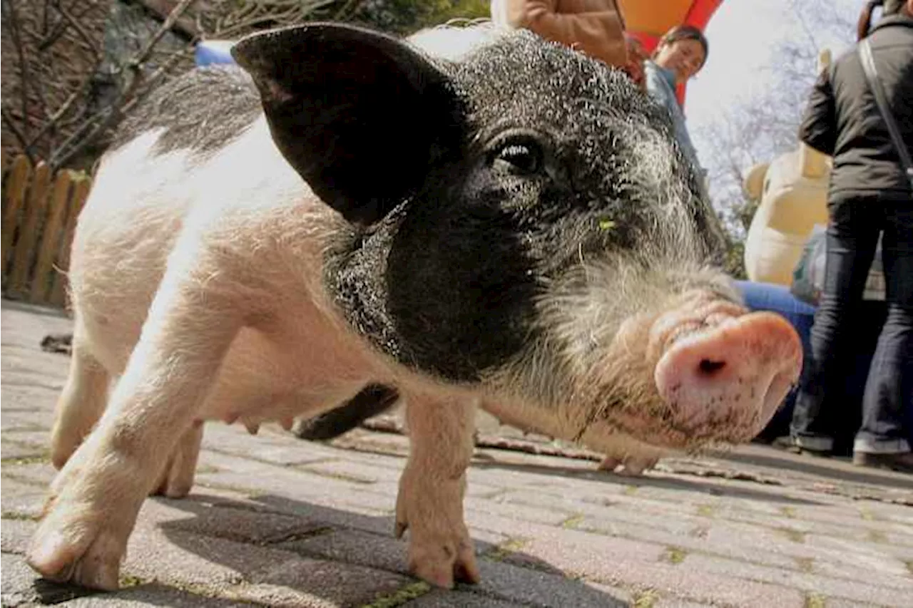 Chinese researchers report a pig kidney transplant and a first-step liver experiment