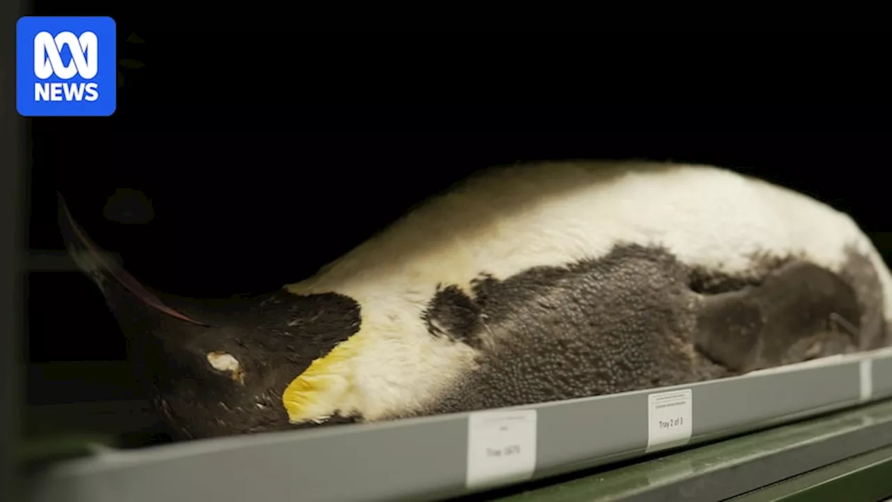Frozen penguin among millions of specimens moved to new home at CSIRO's National Collections Building