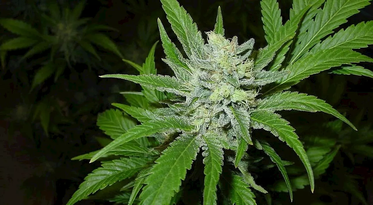 Cibo alla cannabis alla festa dei bambini, genitori e figli finiscono in ospedale