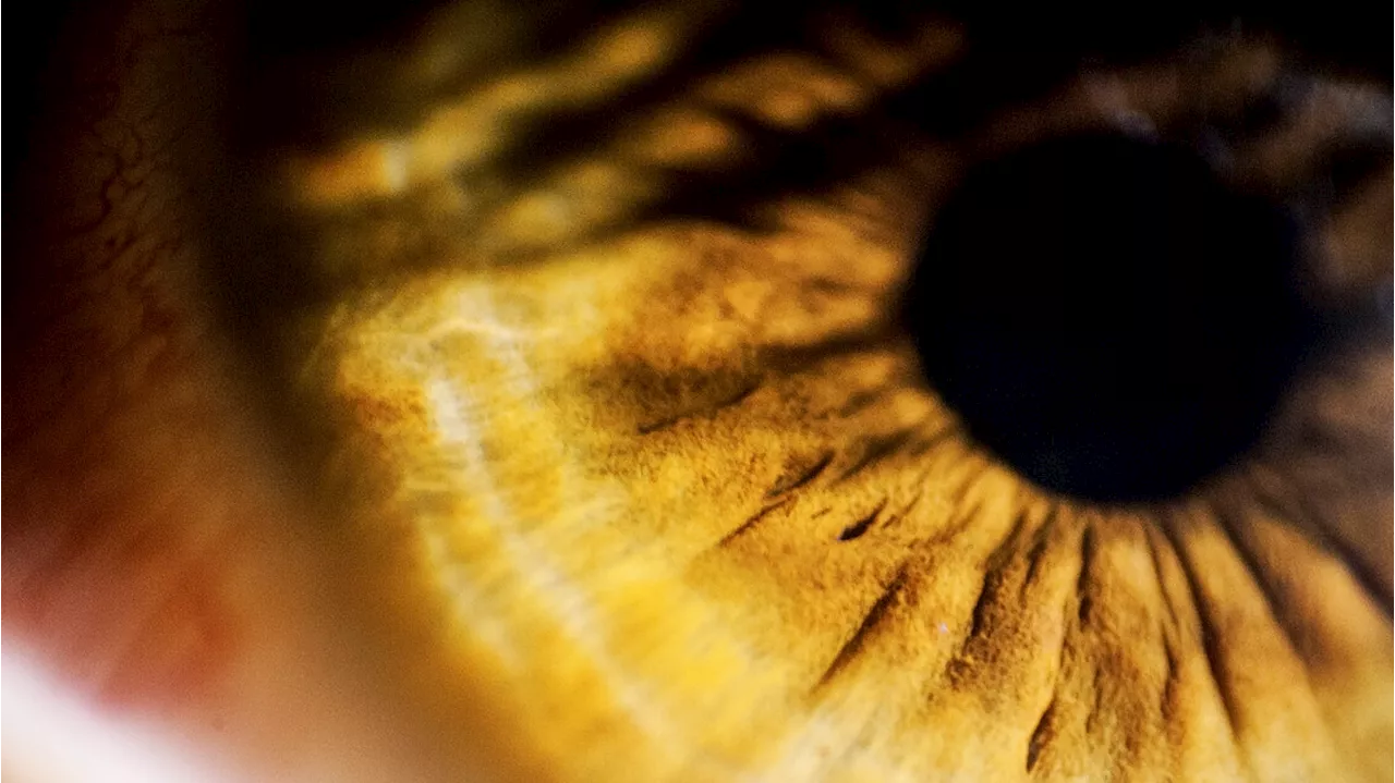Scoperte cellule staminali nella retina, aprono a nuove terapie
