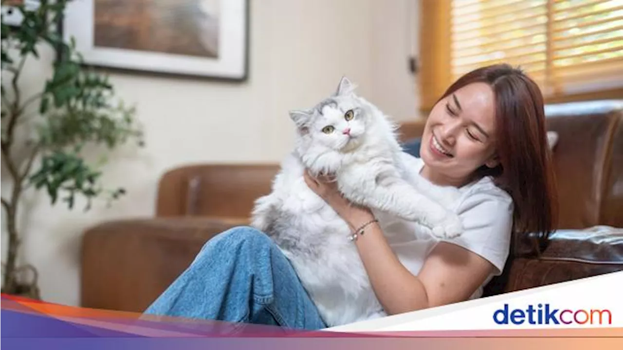 Ini Sederet Alasan Hidung Kucing Kalian Sering Basah Plus Manfaatnya!