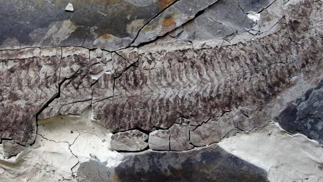 Mysterious 444-million-year-old fossil has guts, scientists are losing mind