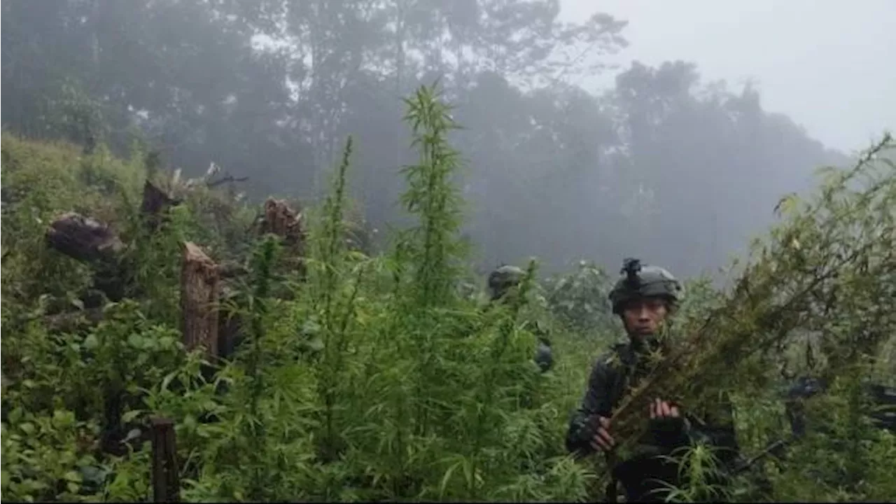 TNI Temukan Ladang Ganja 5.000 Meter Persegi di Papua Pegunungan, Diduga Bisnis OPM