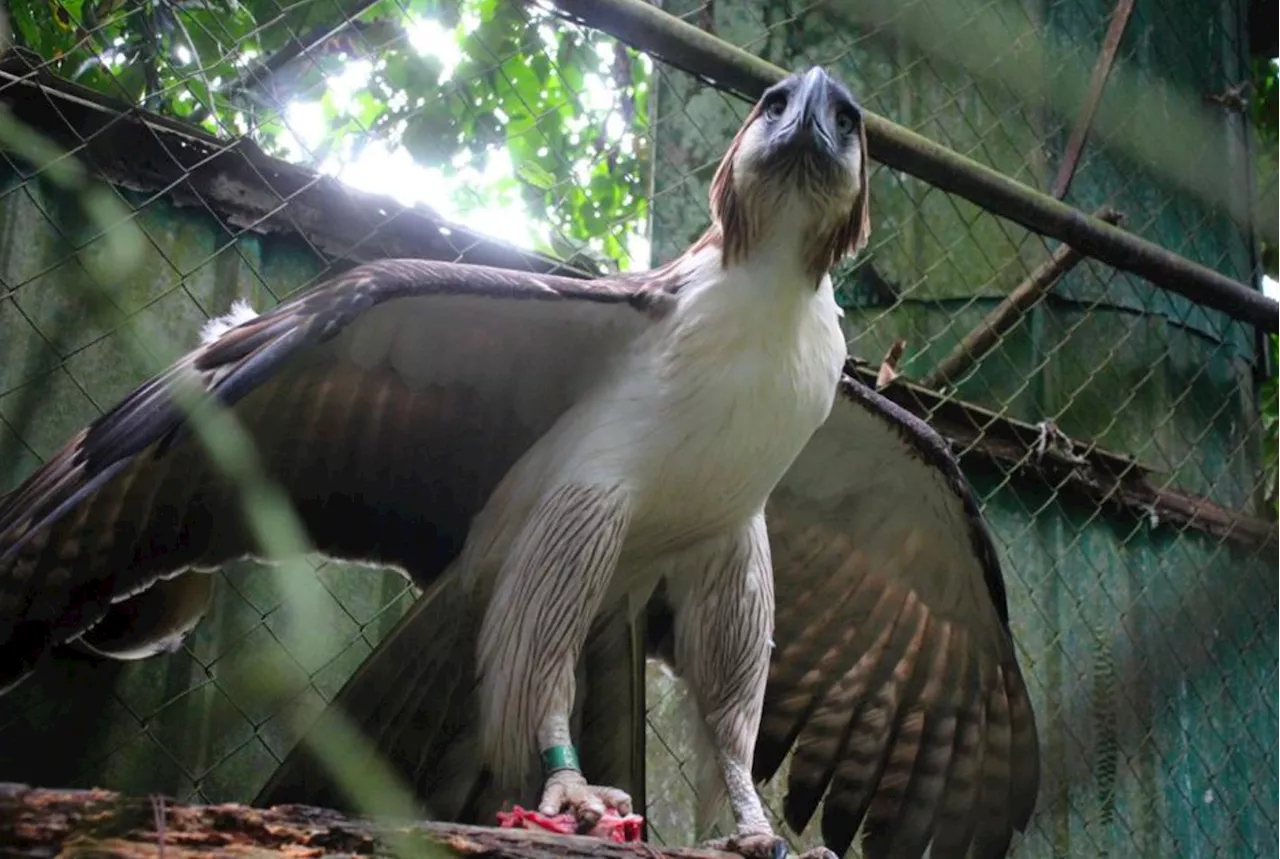 Filinvest Group renews adoption of 40-year-old Philippine eagle