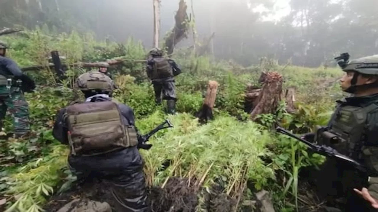 Satgas TNI Temukan Setengah Hektare Ladang Ganja dan Gubug OPM di Pegunungan Bintang Papua