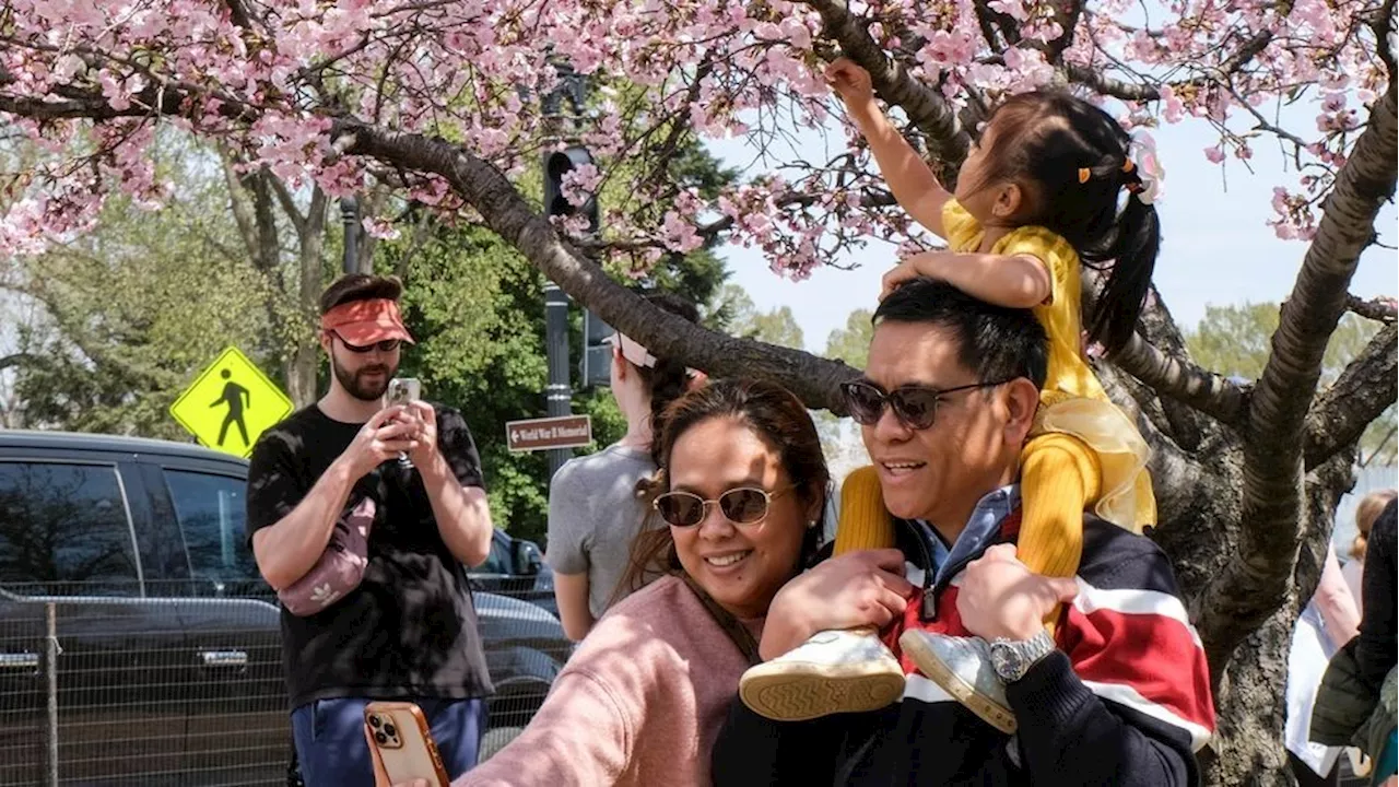  Thousands gather to witness the cherry blossoms around the DC Tidal Basin