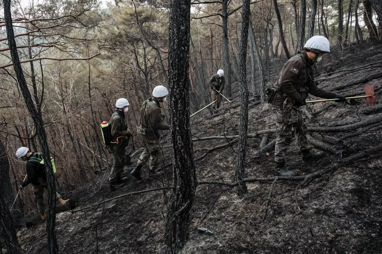 South Korea wildfires reignite