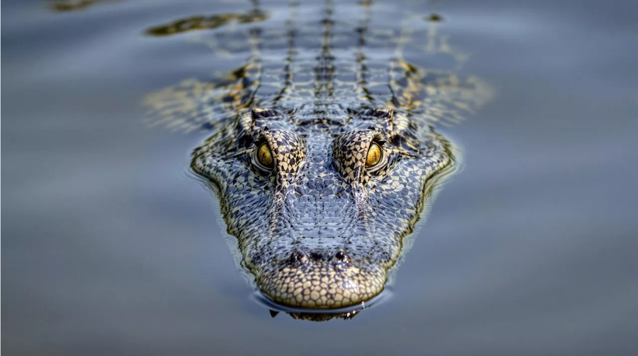 Alligator-Fossil in Wien: Der letzte seiner Art überrascht die Wissenschaft