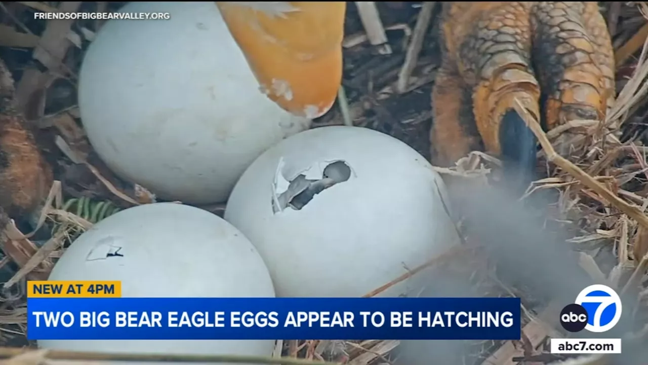 Big Bear's Beloved Bald Eagle Couple Jackie and Shadow Expect Twins!