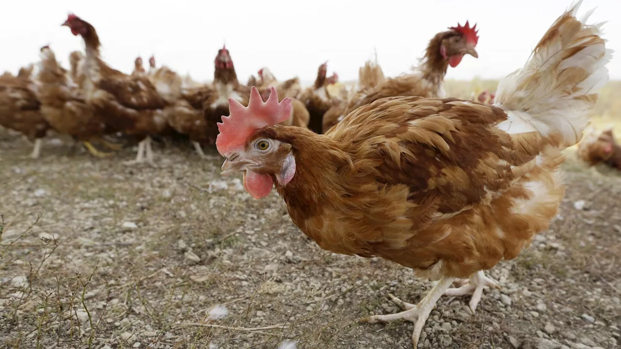China slaps extra tariffs of up to 15% on imports of major US farm exports