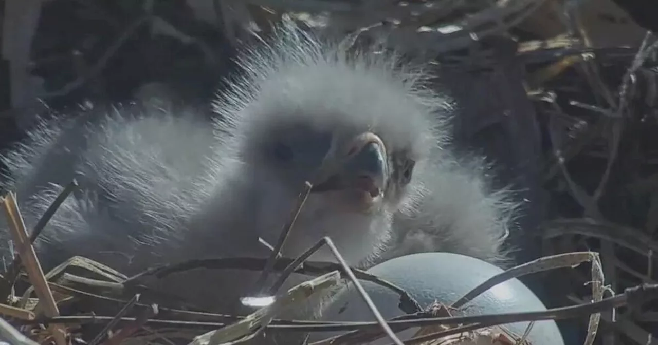 Big Bear nest welcomes 2 baby eaglets, making Jackie and Shadow proud parents