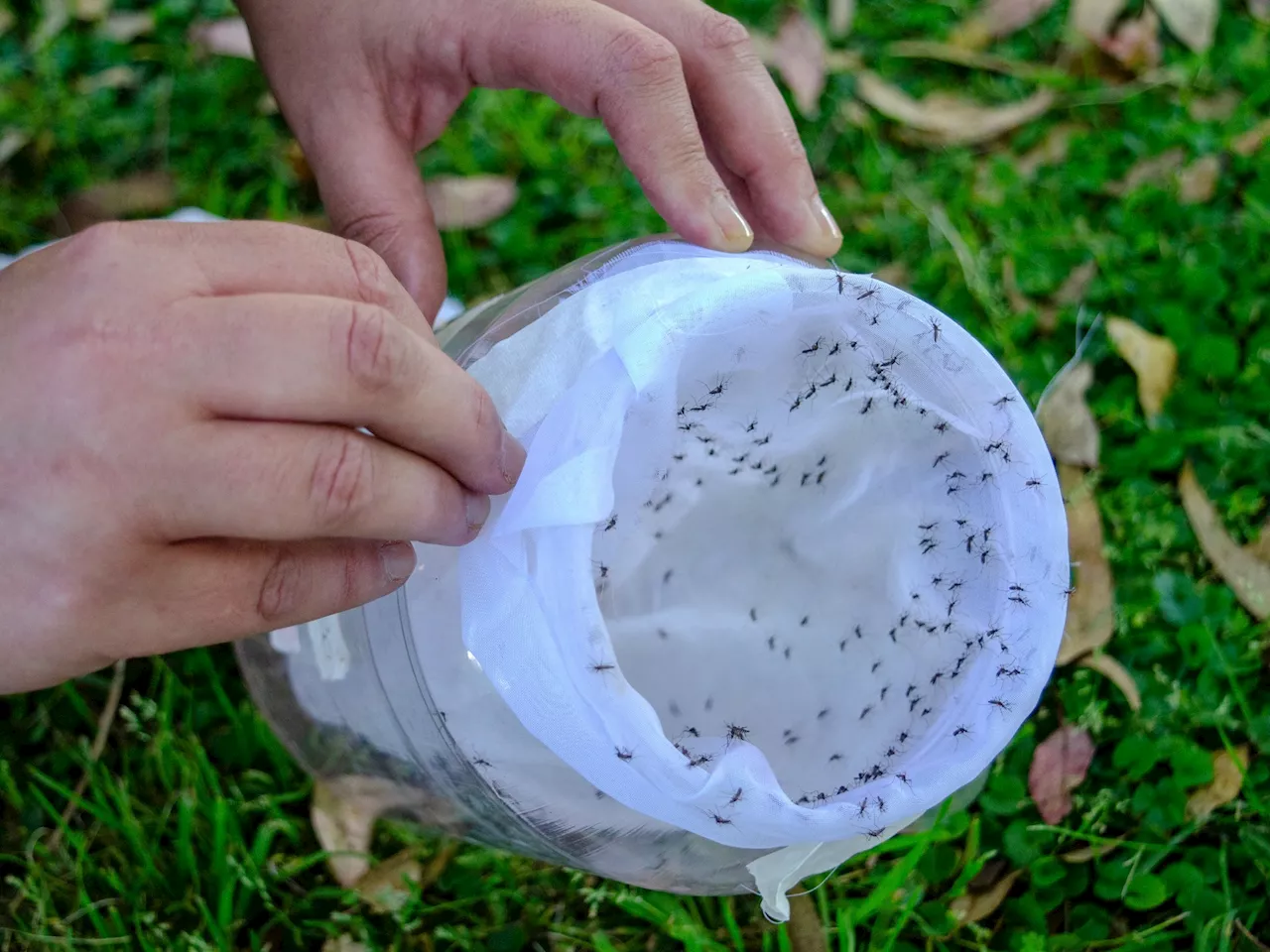 Llega otra ola de calor tras la lluvia y un nuevo índice mide ahora el riesgo de ser picado por mosquitos en casa