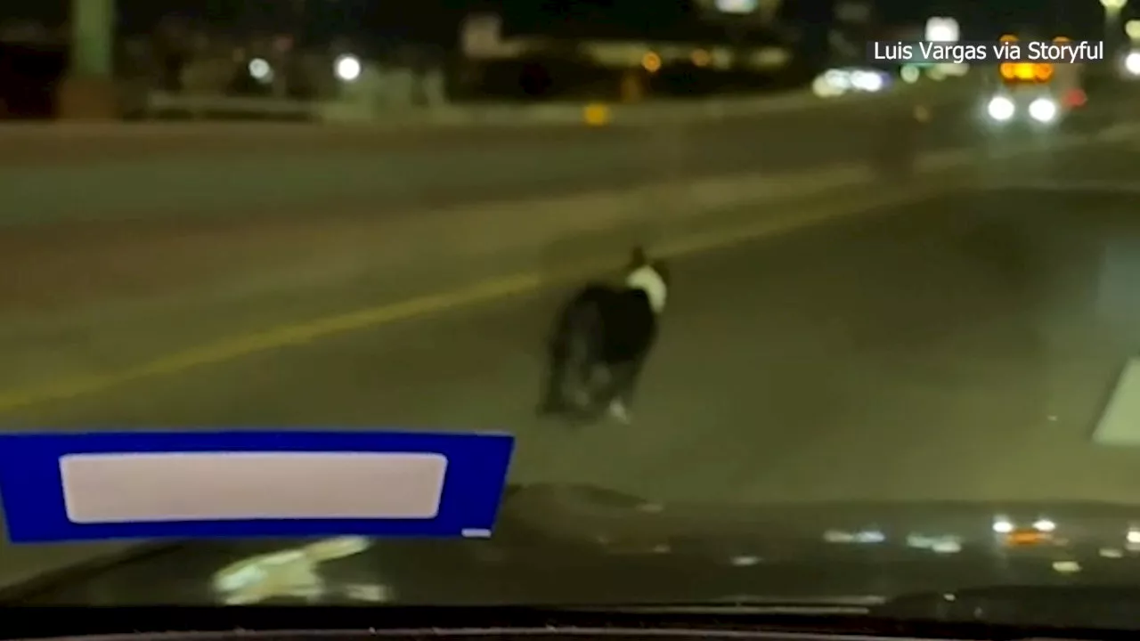 Texas Driver Rescues Dog From Freeway
