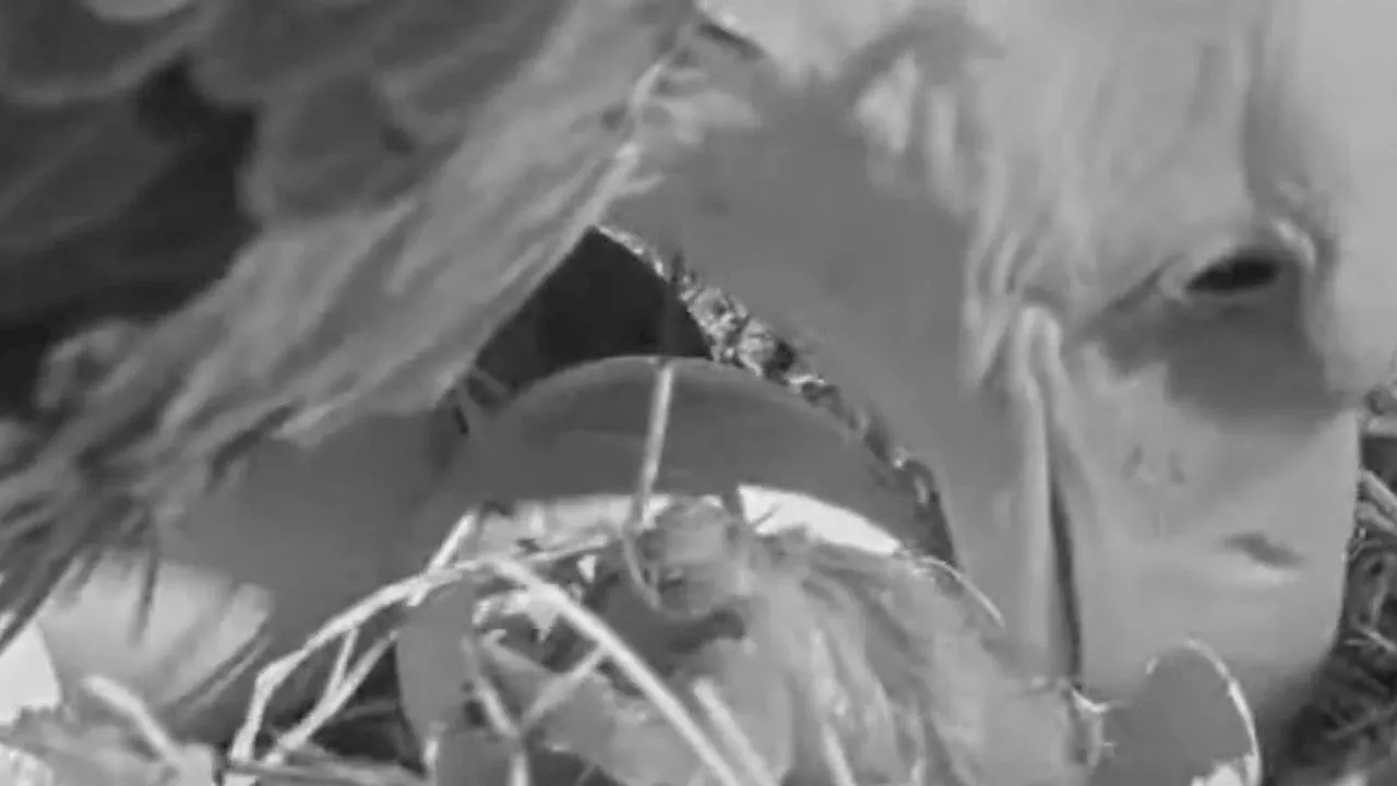Big Bear bald eagles live cam: Jackie and Shadow welcome new eaglet