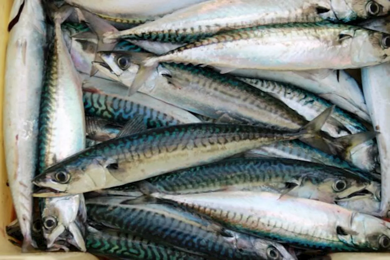 Agricultural group praises DA’s move to pursue anti-sabotage case against Mackerel importers