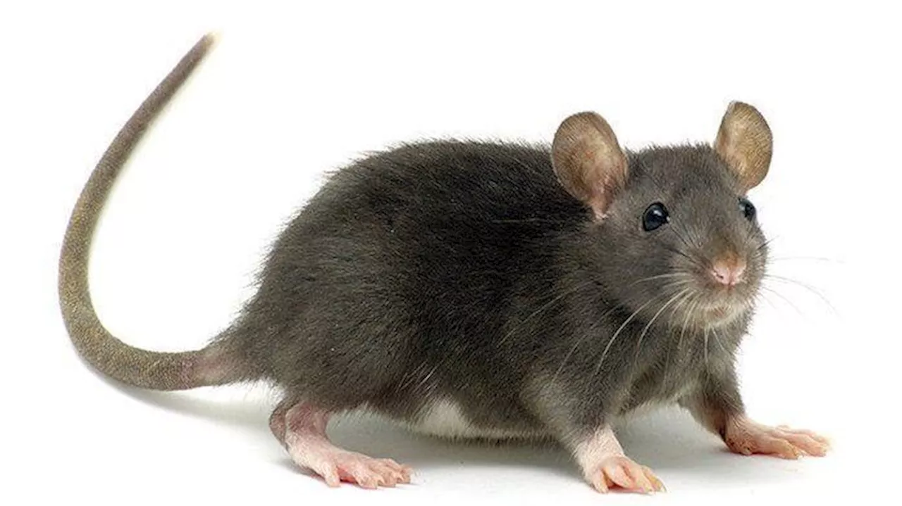 Nigeria Records 38 Confirmed Lassa Fever Cases, Nine Deaths