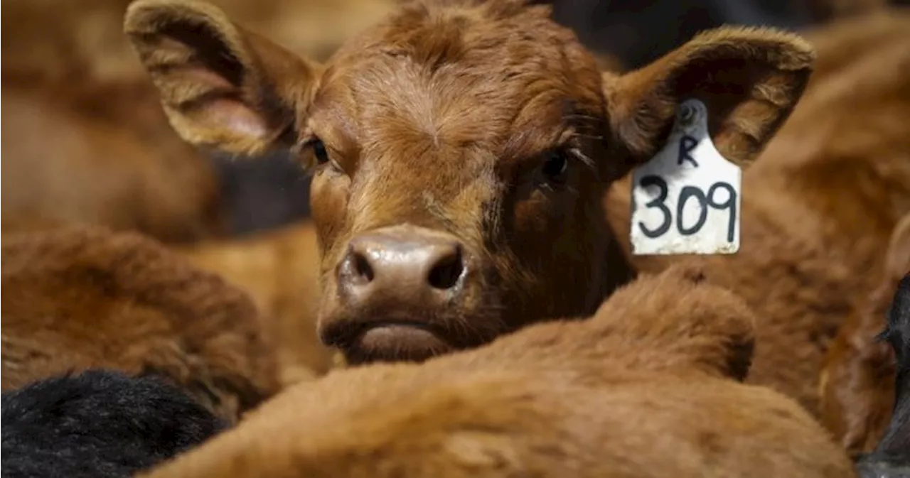 As tariffs take effect, Canadian cattle groups look to diversify markets