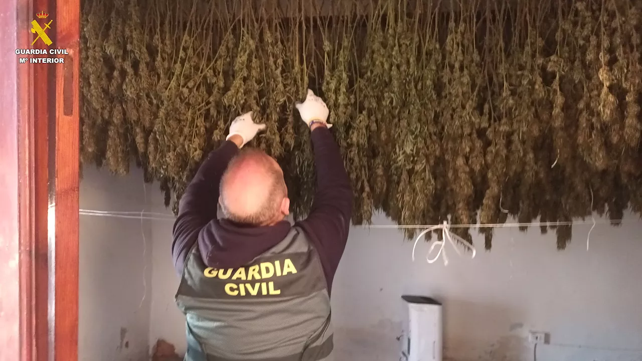 Detenidos los responsables de una plantación de marihuana en Valencia