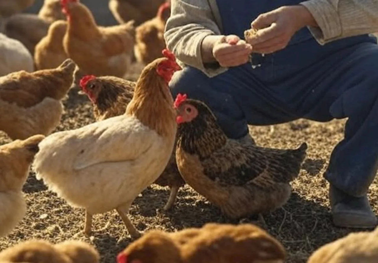 Govt ready to meet chicken farmers over subsidy delivery issues, says deputy agriculture minister